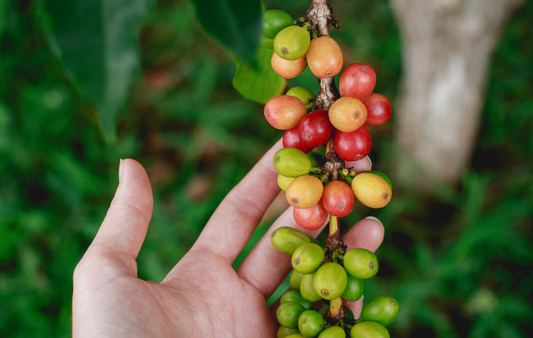 Crop to Cup: Coffee Varietals